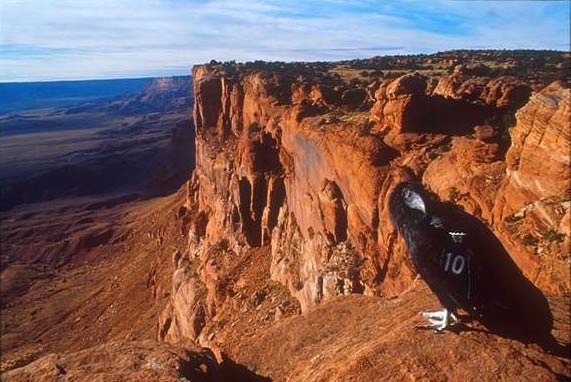 AZ Strip California Condor