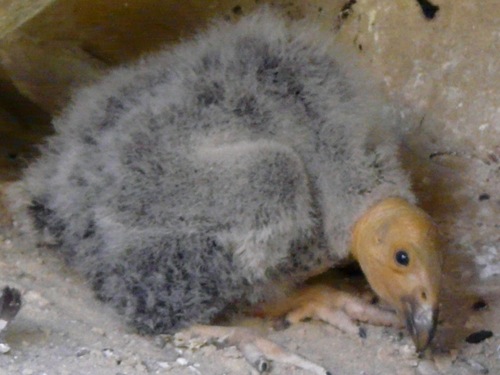 Condor Chick