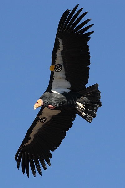 California Condor by Phil Armitage