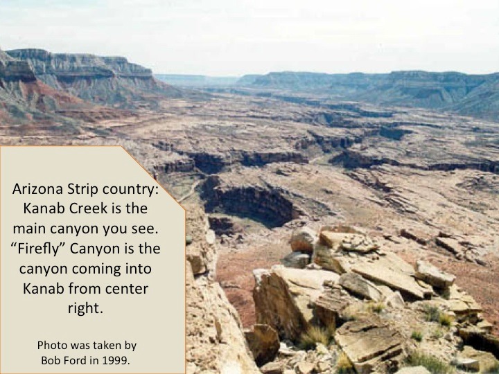 Kanab_Firefly